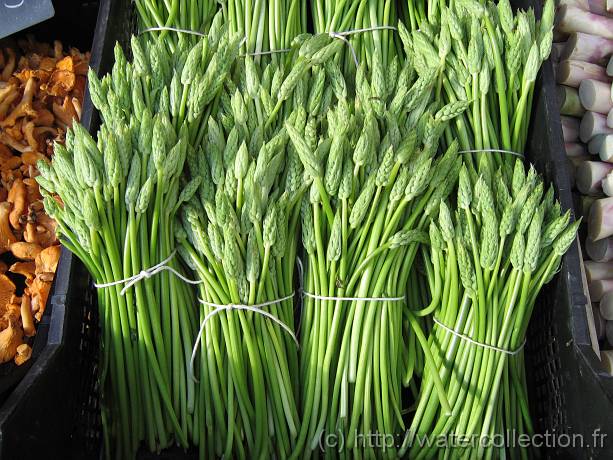 2007-05-12_08-35-51_Mai_37,6mm_1_160_eme_Canon PowerShot A95 